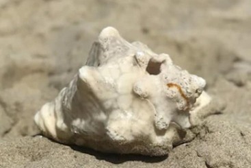 هتل Cottages By The Sea