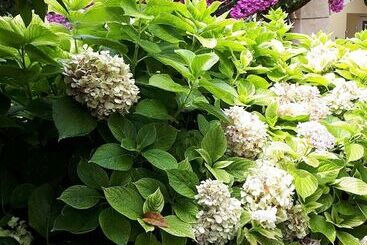 Tourist flats Apartments And Rooms Zvjezdana