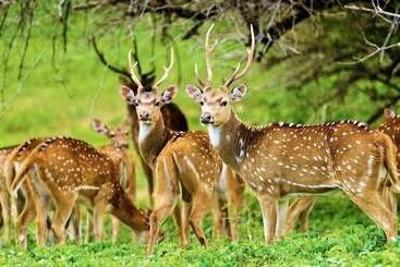 Yala Waves Beach Resort