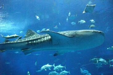 公寓式酒店  Comfortvilla