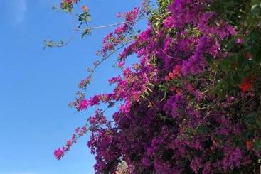 پانسیون Pousada Halliny Do Rosa