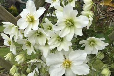 膳宿费 Clematis House Gloucester Road