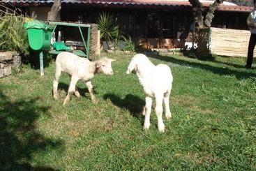 בית מלון כפרי Agriturismo La Vecchia Dolceacqua