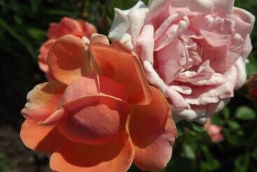 모텔 Crest Country Inn