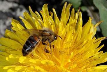 ベッドアンドブレックファースト La Ferme Des Buissons