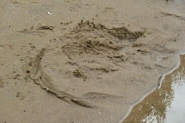 בית מלון כפרי La Fauvette