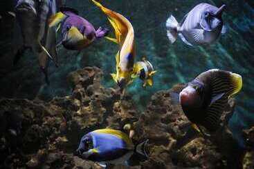 ツーリストアパートメント Apartments Villa Maria