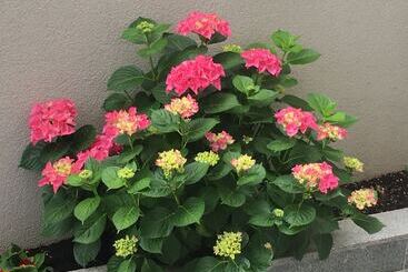 Жильё для туристов Aurora Apartments