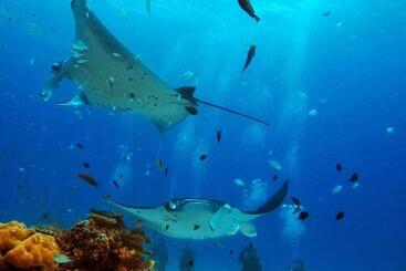 Hotel White Tern Maldives