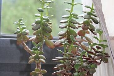 ベッドアンドブレックファースト Le Mas Normand