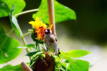 דירות לתיירים Villa Ivana