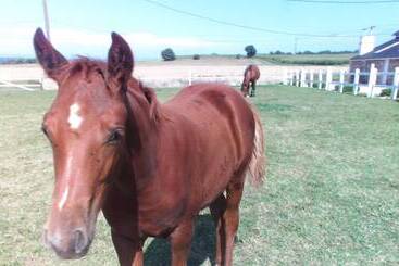 住宿加早餐 La Vieux Ville