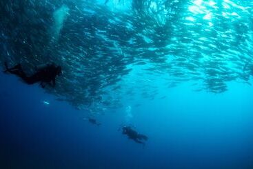 ホテル Four Seasons Resort Los Cabos