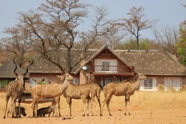 Отель Kudumela Bush Lodge