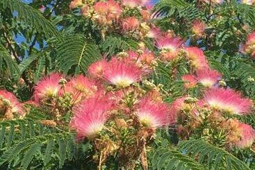 Пансион La Bastide Des Cades