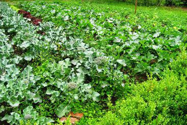 فندق Virginia Park Lodge