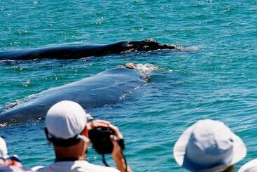 The Whale On Main B&b