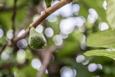 Апарт-отель Residence Fischerhof