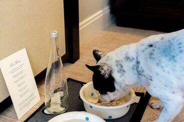 Otel The Peninsula Chicago