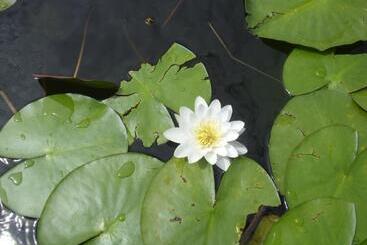 Пансион Casa Oana