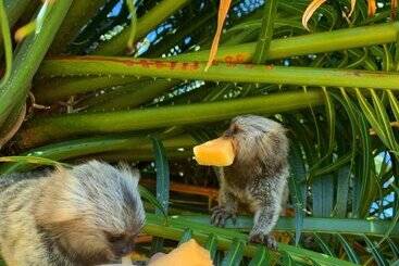 אתר נופש Casablanca