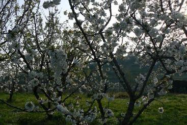 B&b Il Pettirosso