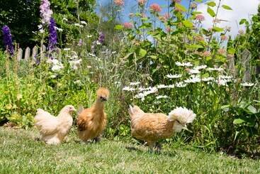 The Graig B&b Ludlow