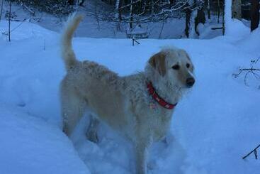 ベッドアンドブレックファースト Plas Esgair