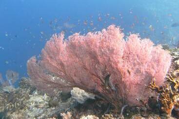Отель Batu Ampar Menjangan