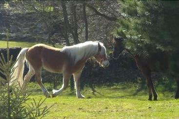 호텔 La Solana - Posada de Caballos