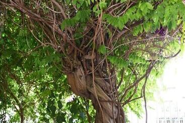 B&b Al Vecchio Glicine