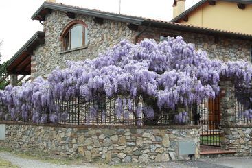 Pietra E Glicine B&b