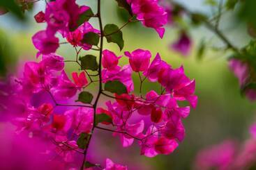 Villa Mariella Pittorino   Camere In B&b