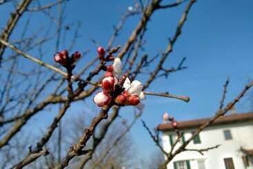 مبيت وإفطار Cascina Dovese