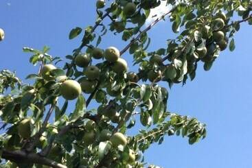 هتل روستایی Quinta Da Pereira E Enricas Agro Turismo