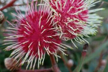 بنسيون Beaumaris Beach Guest House