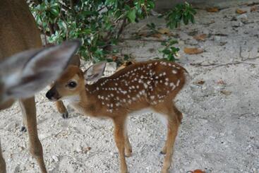 مبيت وإفطار Deer Run On The Atlantic