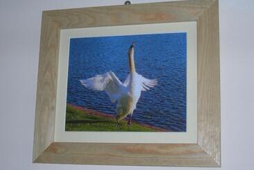 ユースホステル The Swan