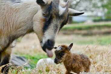 בית מלון כפרי Ardmore Guest Farm