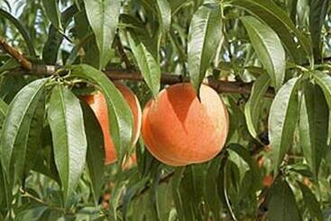 ريوكان Seishokan