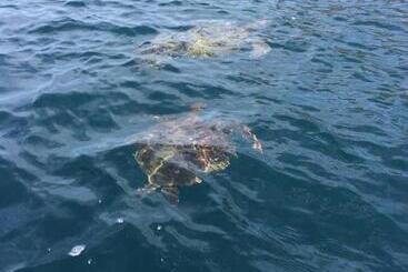 Bed and Breakfast Hosteria Guachapeli