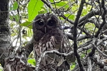 קוטג'' Cabañas La Montaña