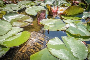 אתר נופש Hello Côte D Azur