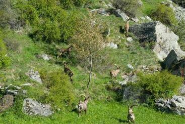 Matterhorn Valley Garni Hotel La Collina