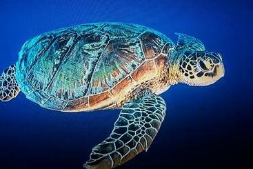 ペンション Jepun Bungalows