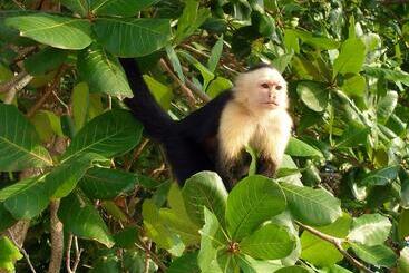 Bed and Breakfast El Colibri Lodge