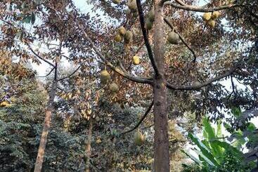 리조트 Rooster Mekong Garden & Villas