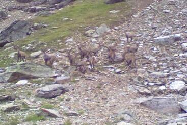 Пансион Haus Leo