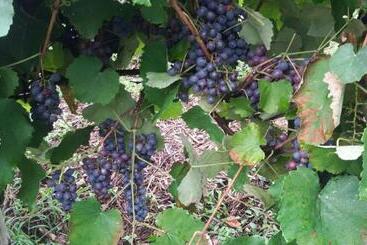 펜션 Pousada Sitio Da Serra