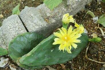 펜션 Bungalows St. Nicola